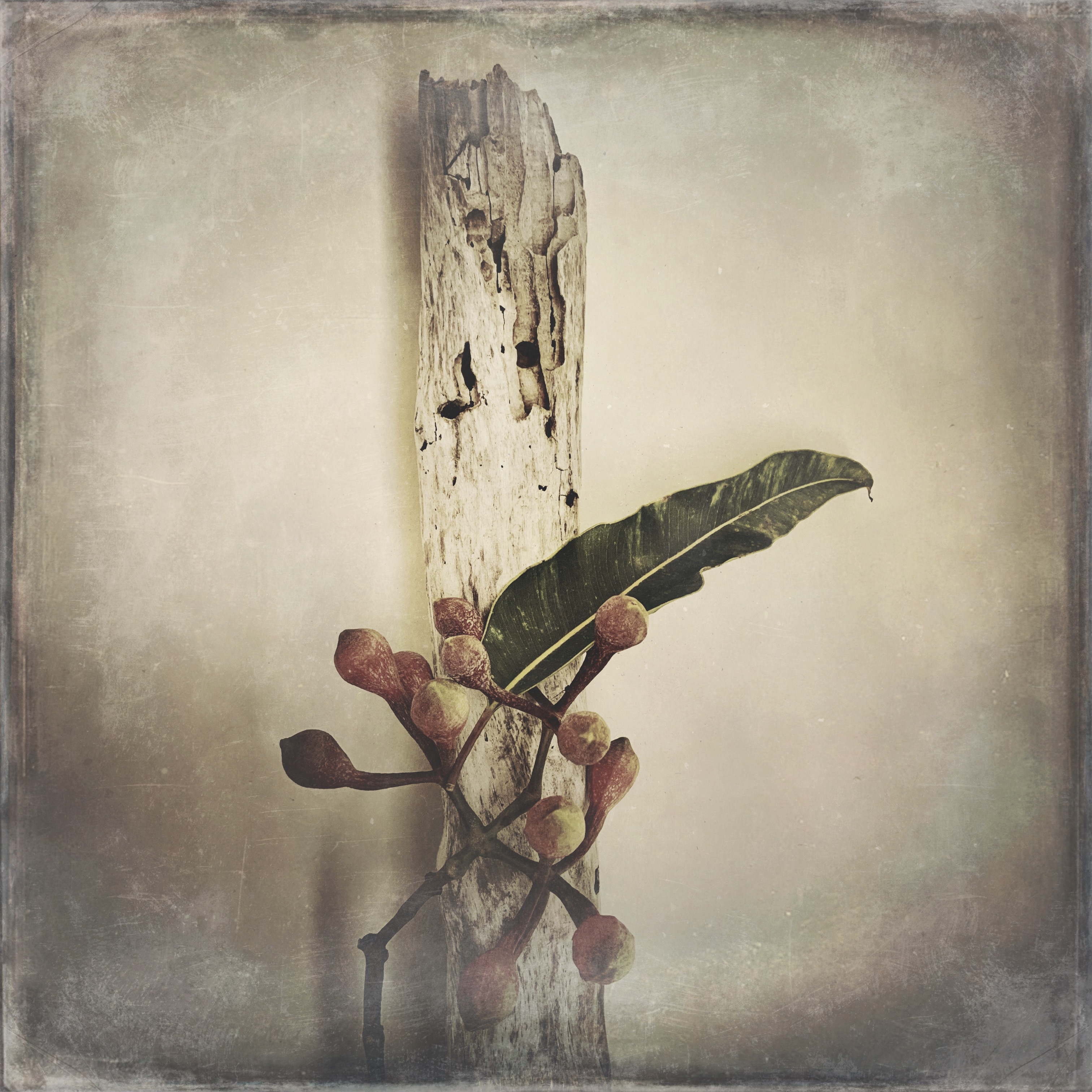 Still life of flowers and plant parts on driftwood, processed in a retro looking desaturated way