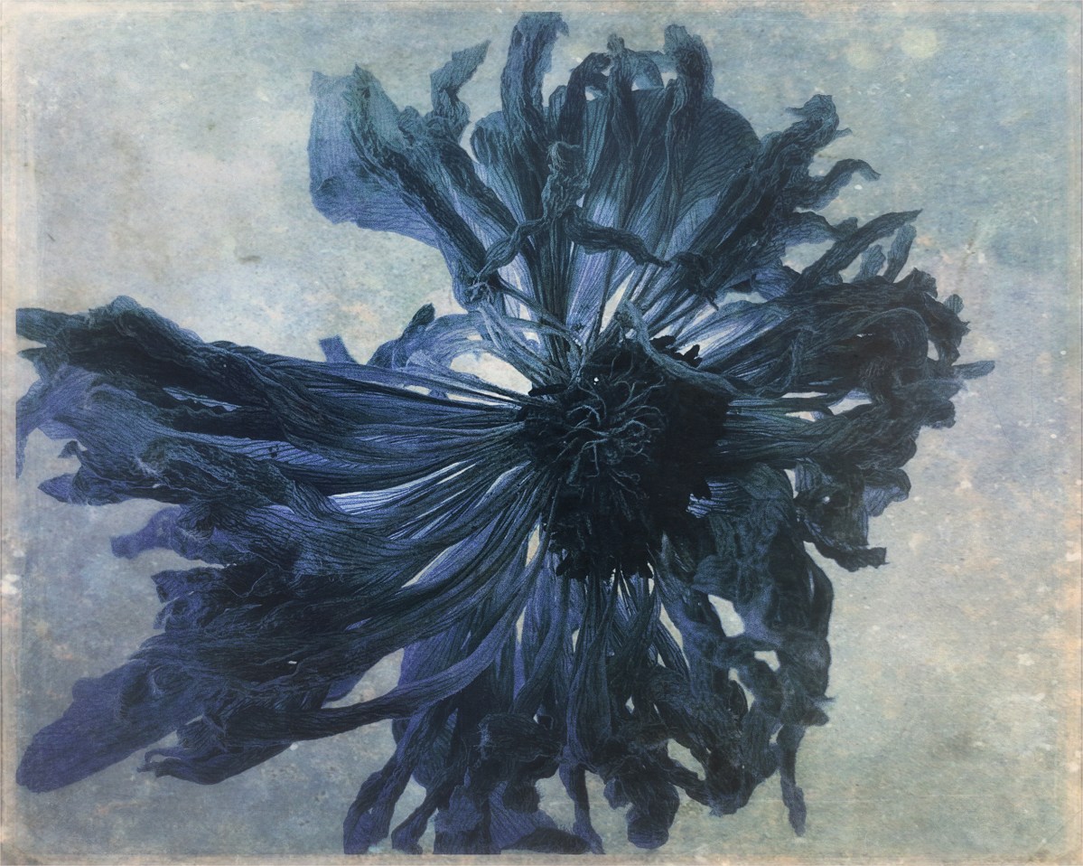 A blue corn flower against a blurry background