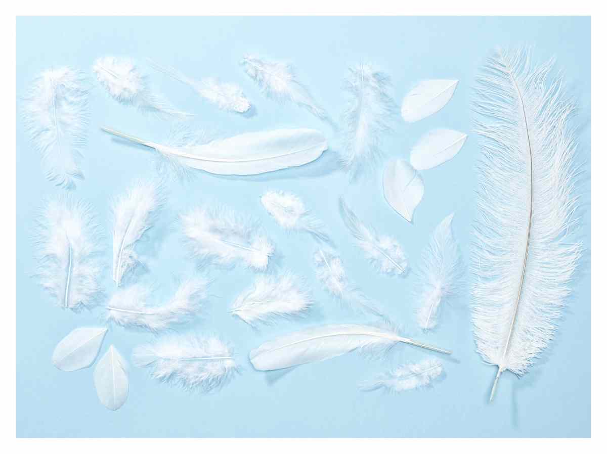 collection of feathers