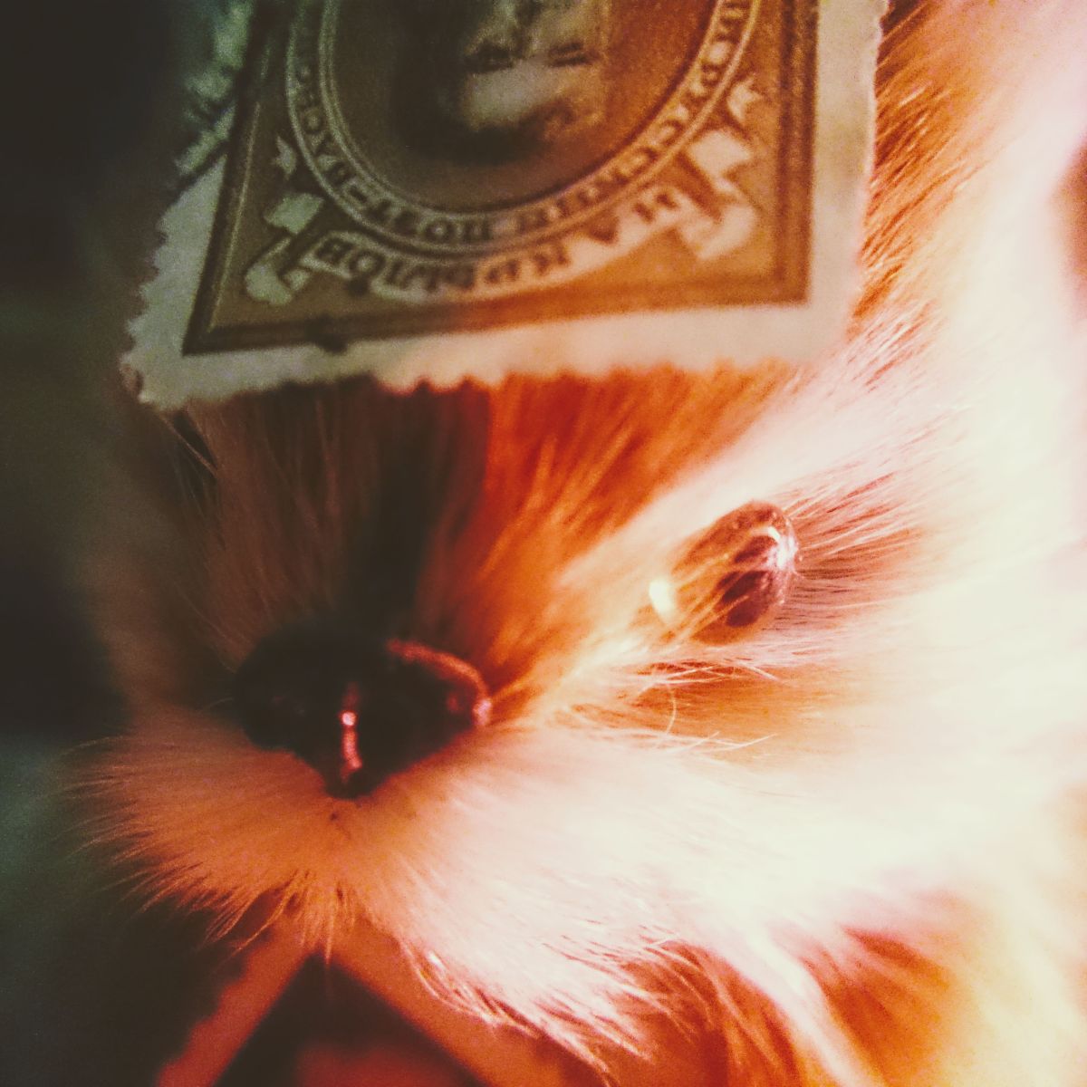 A SQUIRREL´S OPINION ON&nbsp;POETRY