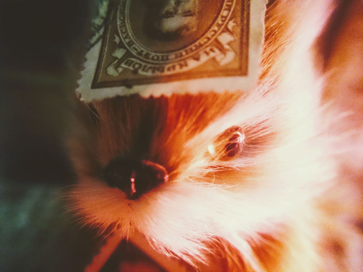 A SQUIRREL´S OPINION ON&nbsp;POETRY