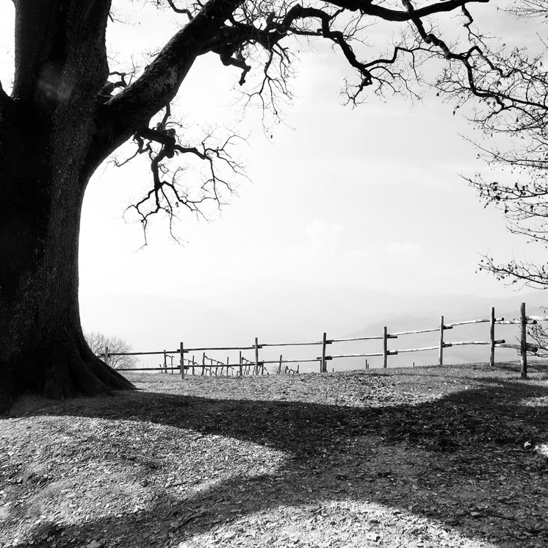 THE GREAT OAK