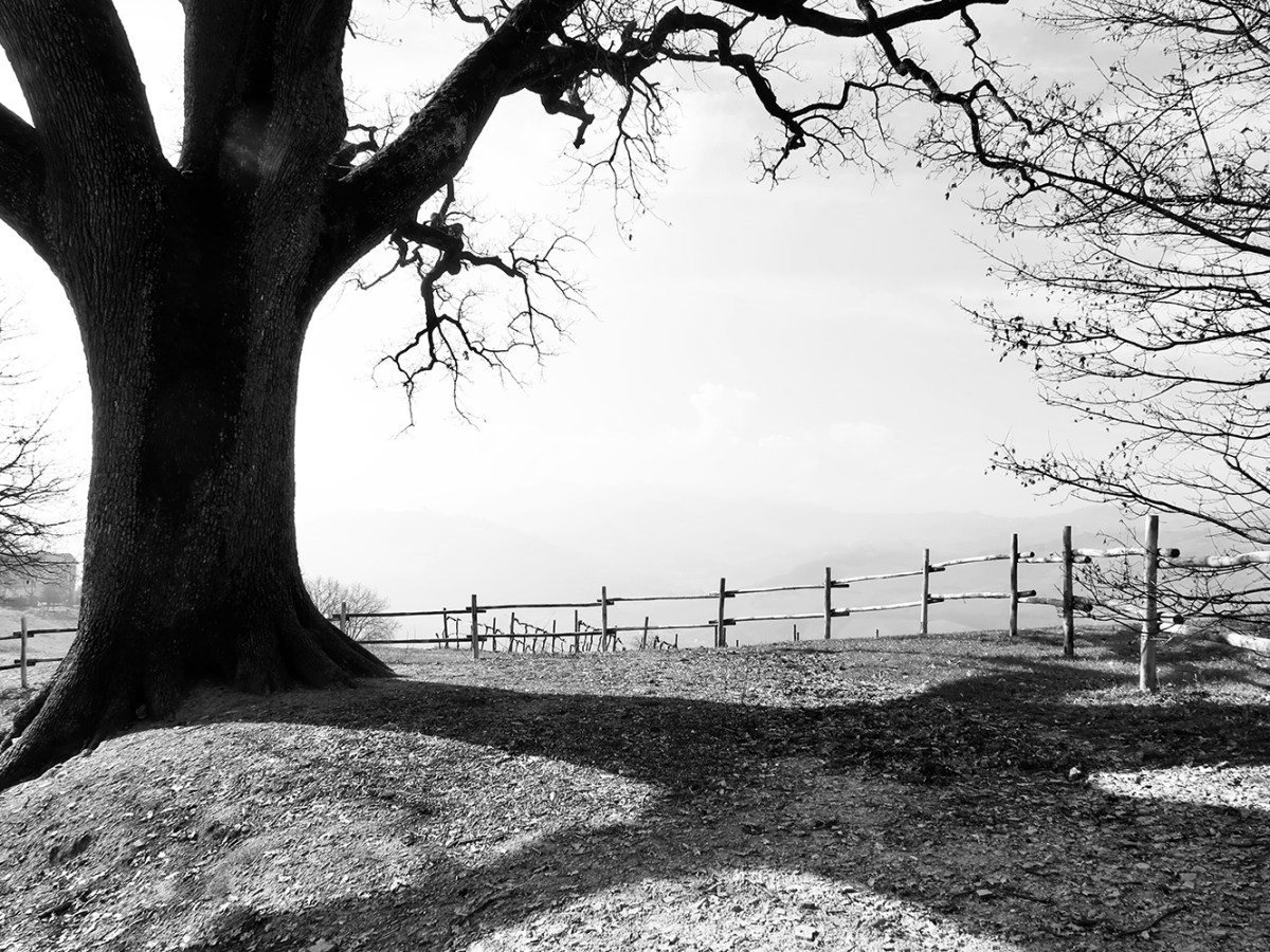 THE GREAT OAK