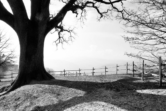 THE GREAT OAK