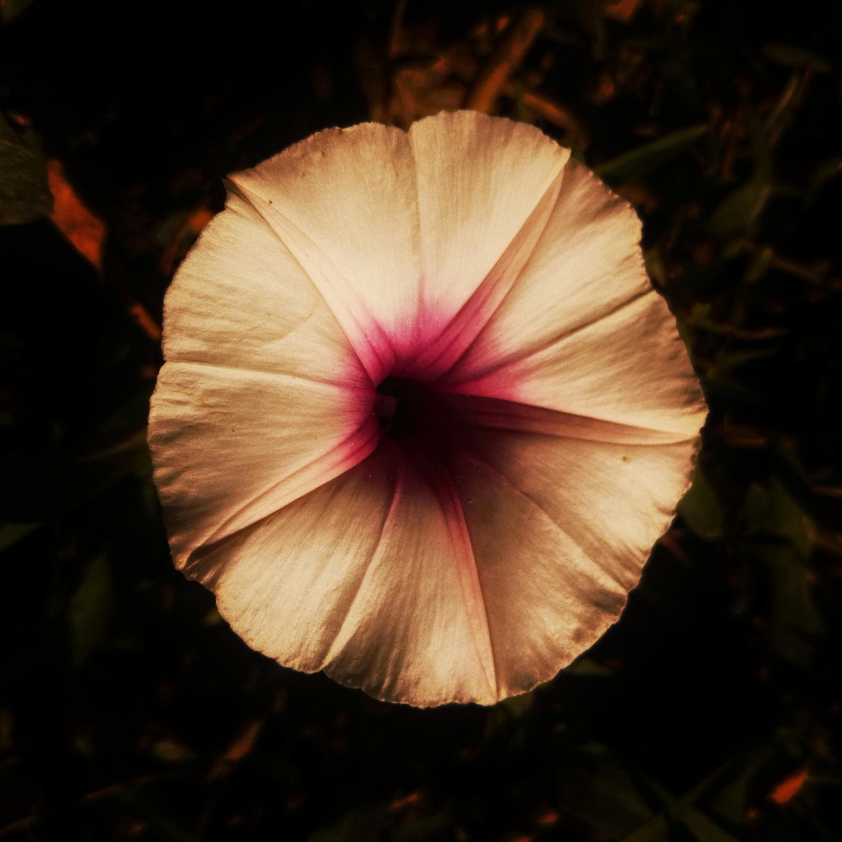 BOTANICAL SILENCE