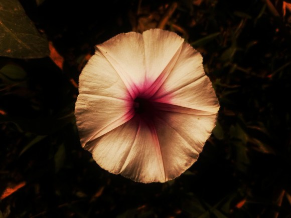 BOTANICAL SILENCE
